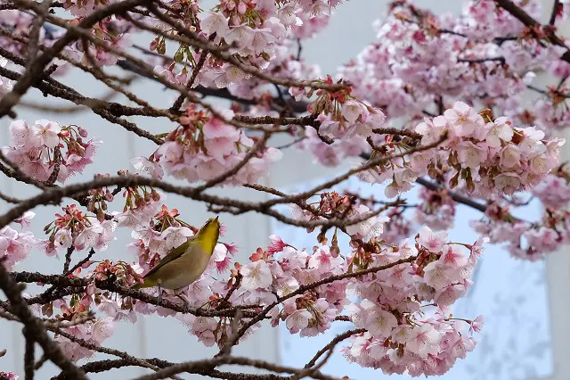 中村守手