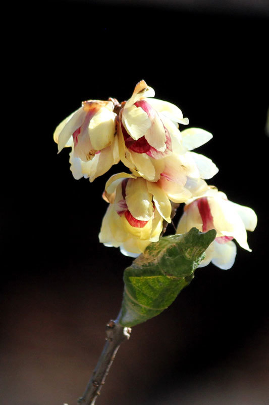 美人百花掲載】9月誕生花 K10 ピンクゴールド ナデシコ リング（指輪