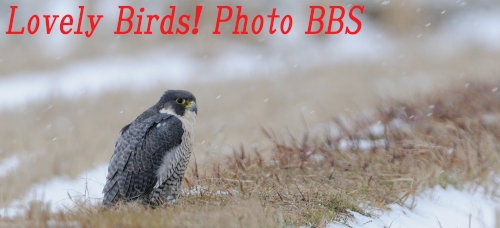 Lovely Birds! Photo BBS