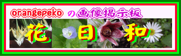 orangepekoの花遊び・画像掲示板「花日和」